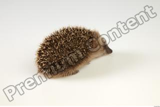 Hedgehog - Erinaceus europaeus  0043